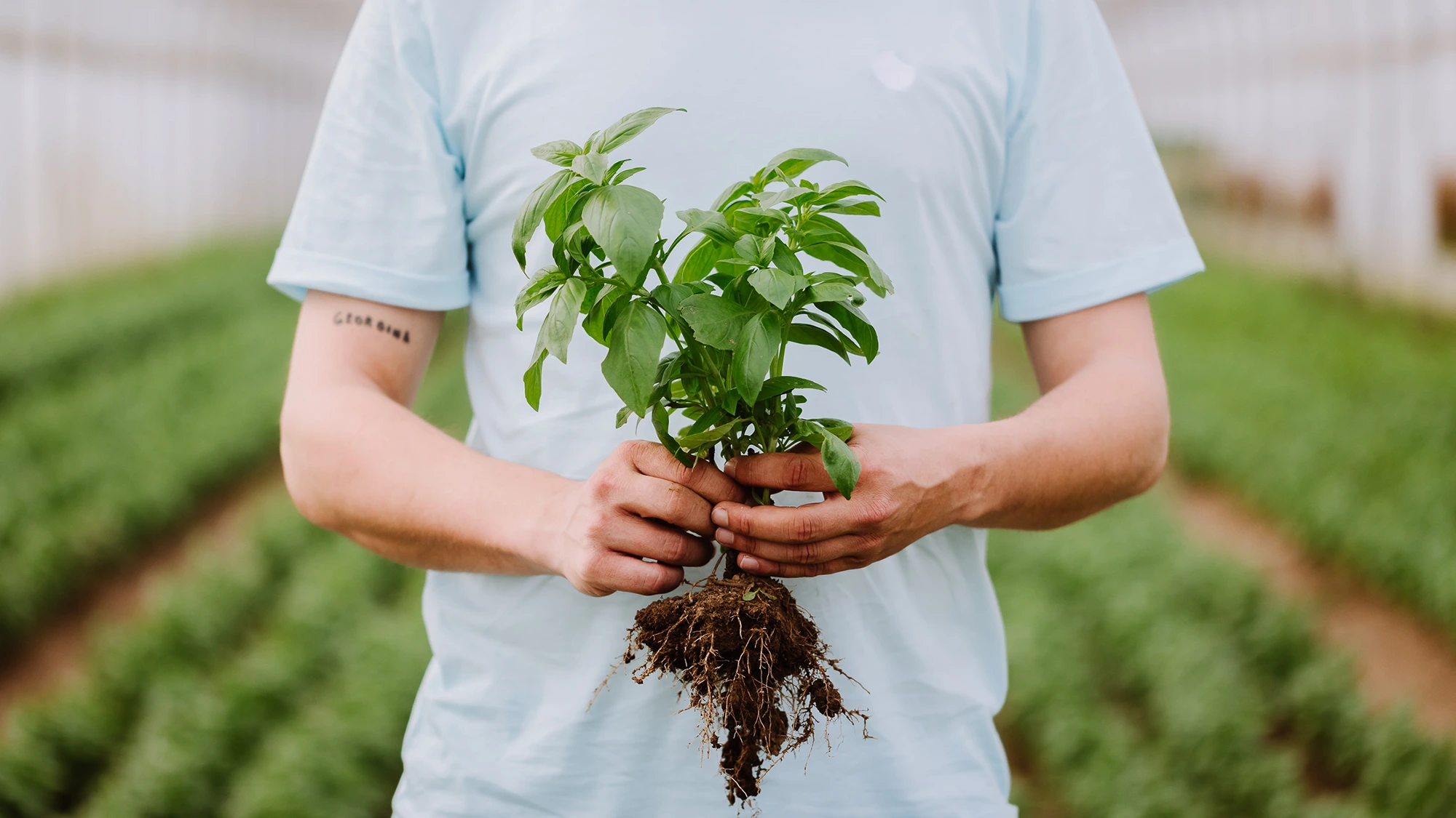 Farmer holding and showing a freshly harvested basil plant, grown using sustainable farming practices